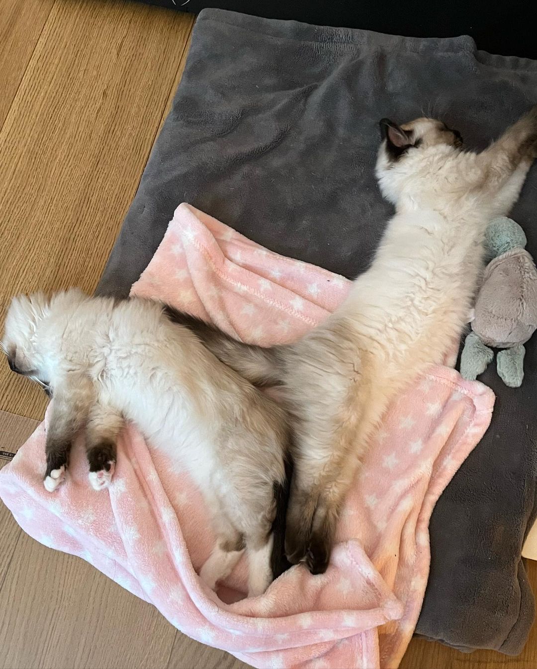 Ragdoll kittens available now