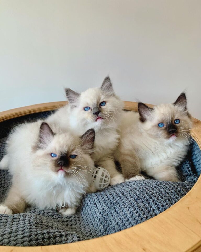 Ragdoll Kittens for Sale