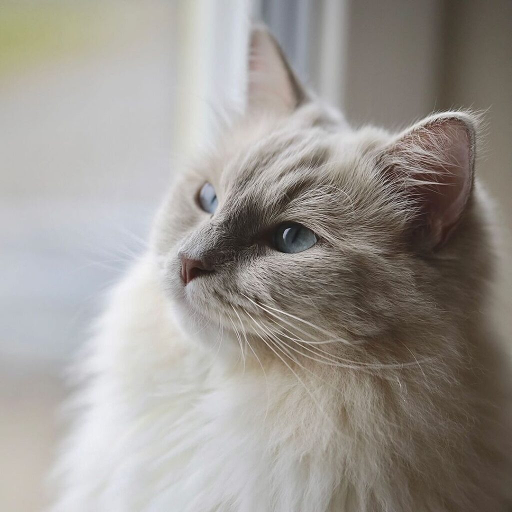 ragdoll kitten