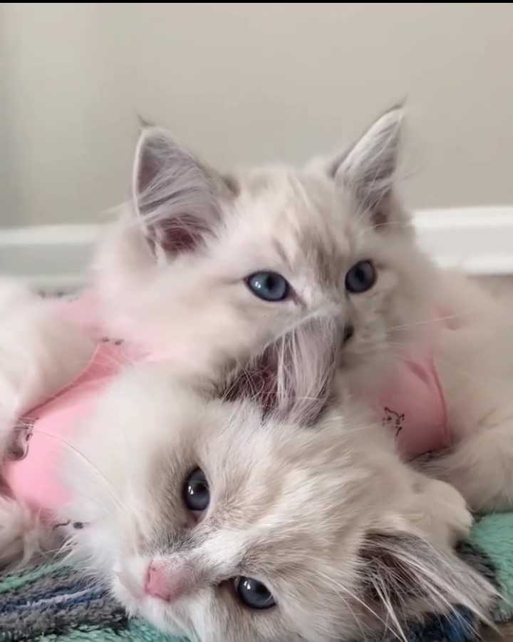 ragdoll kitten