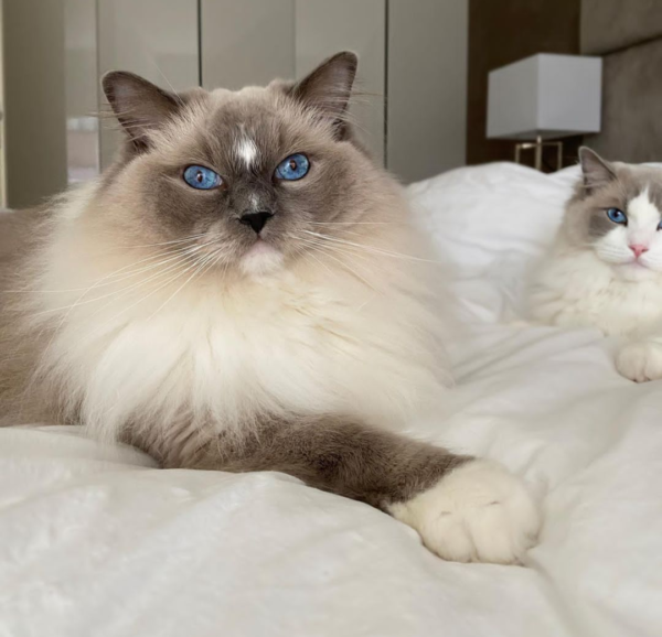 ragdoll kittens for adoption