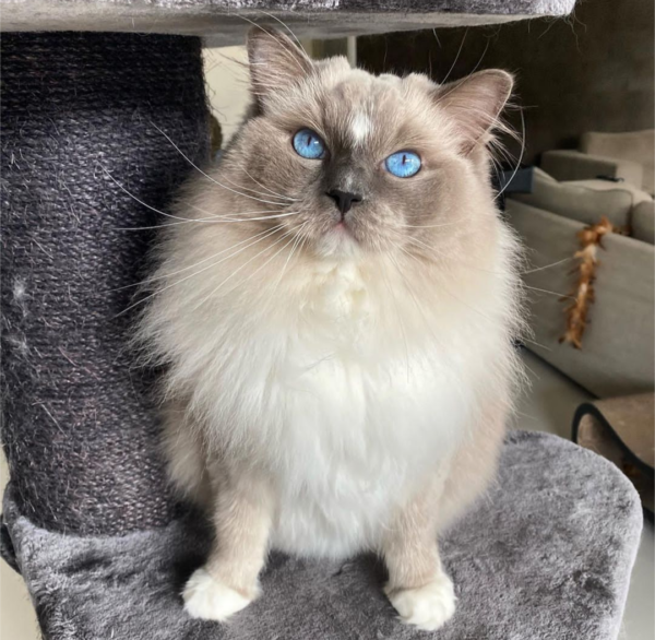 ragdoll kittens for rescue