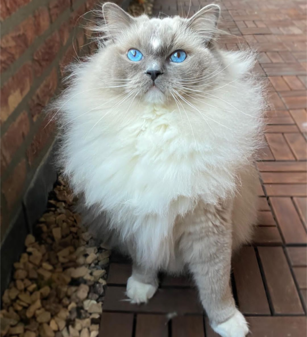 ragdoll kittens for rescue