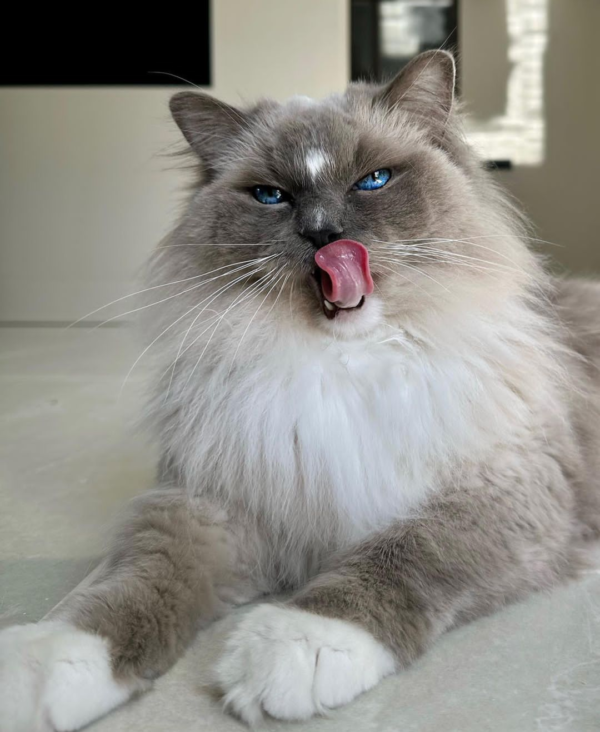 ragdoll kittens for rescue