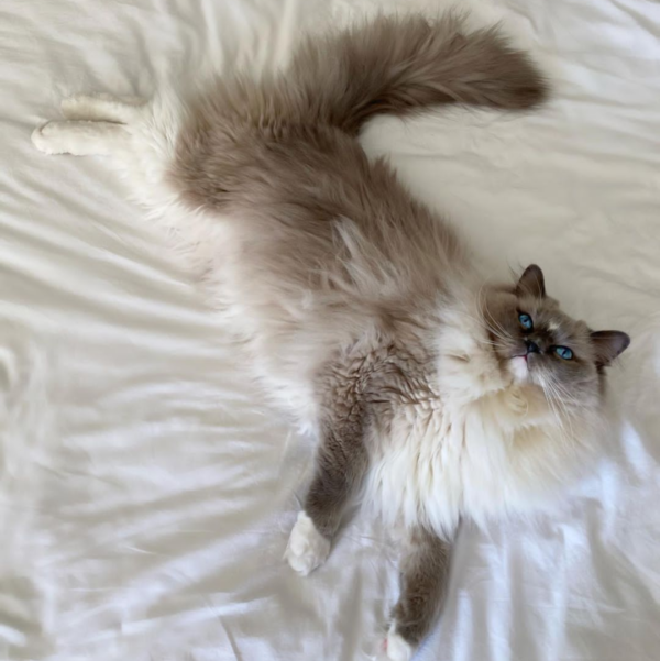 ragdoll kittens for adoption