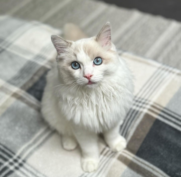 ragdoll kittens for adoption