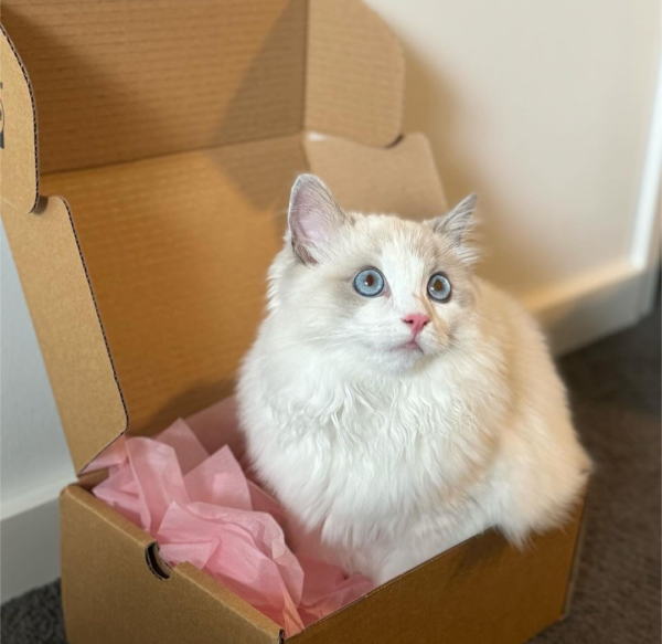 ragdoll kittens for adoption