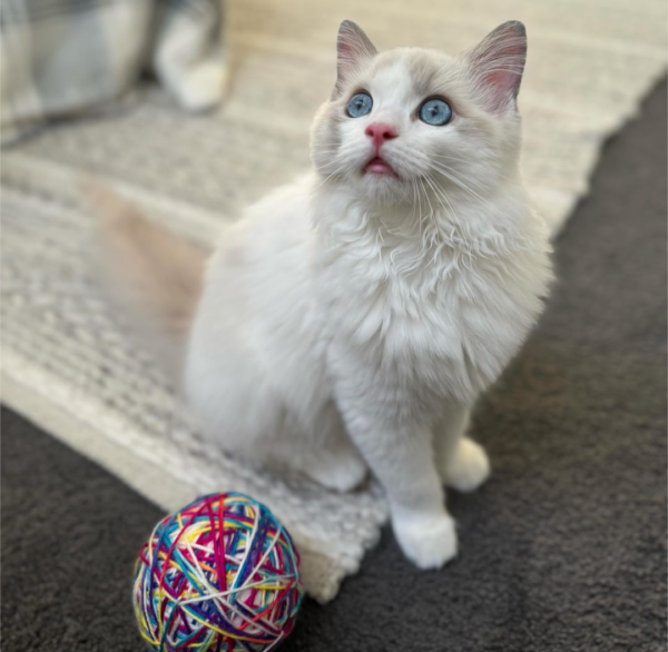 ragdoll kittens for adoption