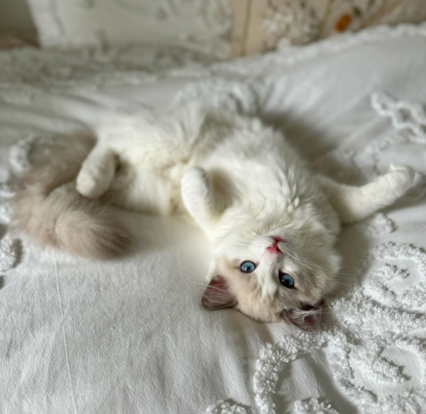 ragdoll kittens for adoption