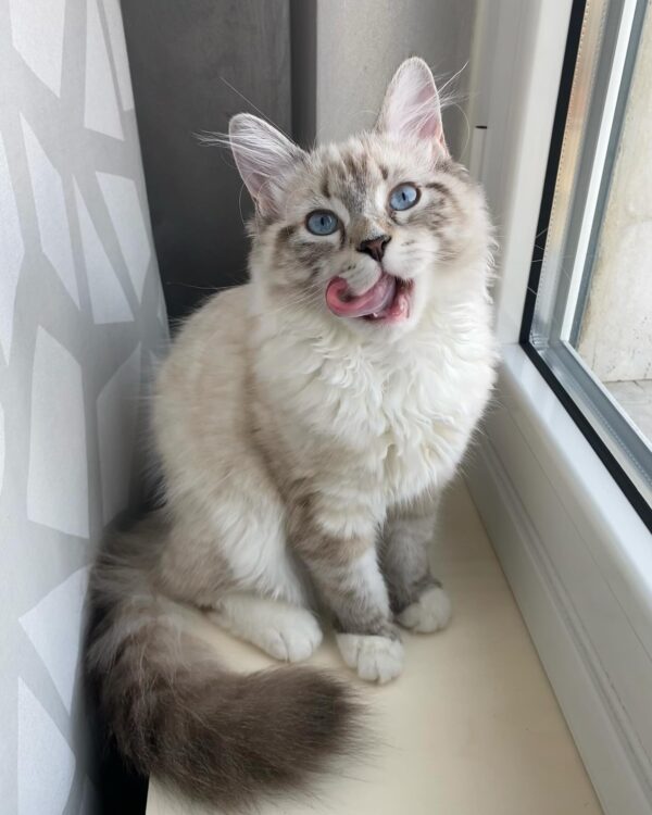 Ragdoll Resuce Connection Home
