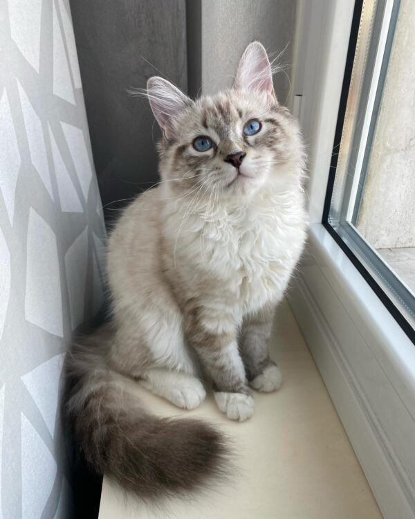 Ragdoll Resuce Connection Home