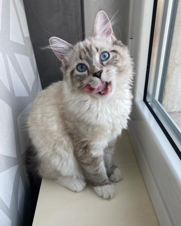 Ragdoll Resuce Connection Home