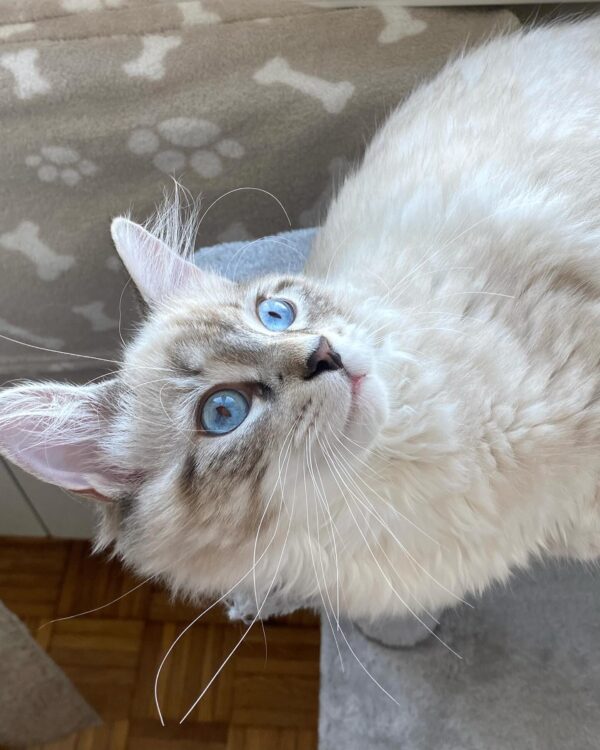 Ragdoll Resuce Connection Home