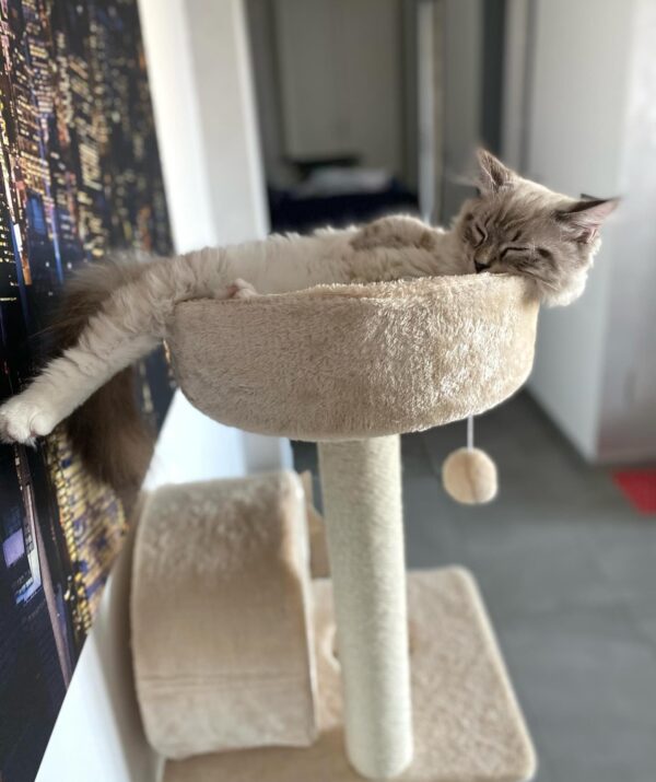 Ragdoll Resuce Connection Home
