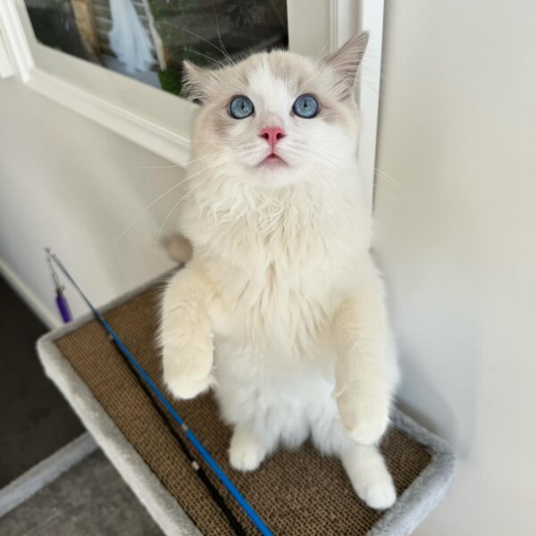 ragdoll kittens for adoption