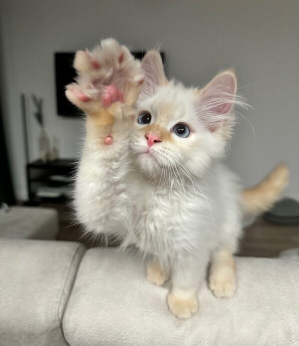 ragdoll rescue connection home