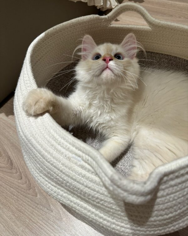 ragdoll kittens for rescue