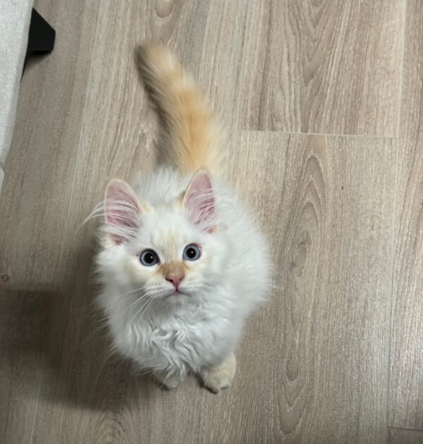ragdoll kittens for rescue