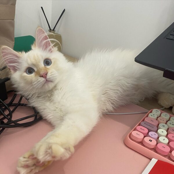 ragdoll kittens for rescue