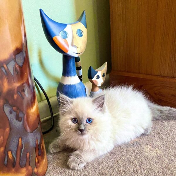 ragdoll kittens for adoption