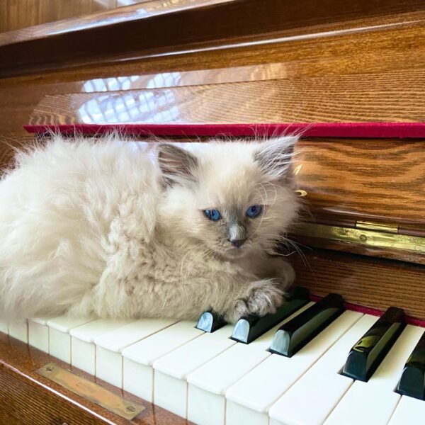 ragdoll kittens for adoption
