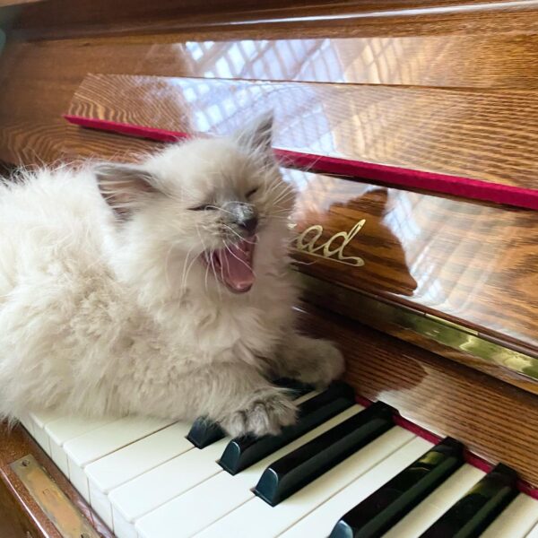 ragdoll kittens for adoption