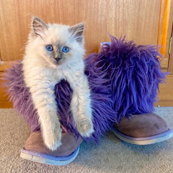 ragdoll kittens for adoption