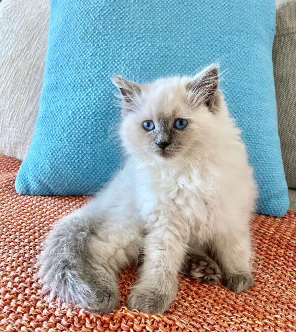 ragdoll kittens for adoption