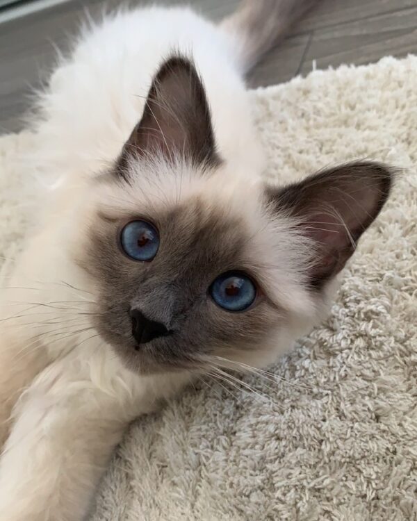 ragdoll kittens for adoption