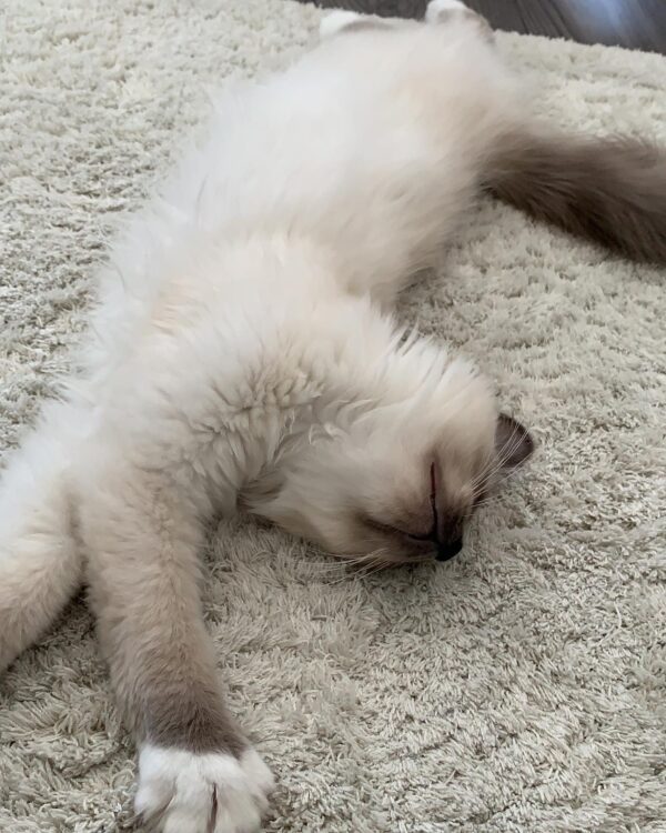 ragdoll kittens for adoption