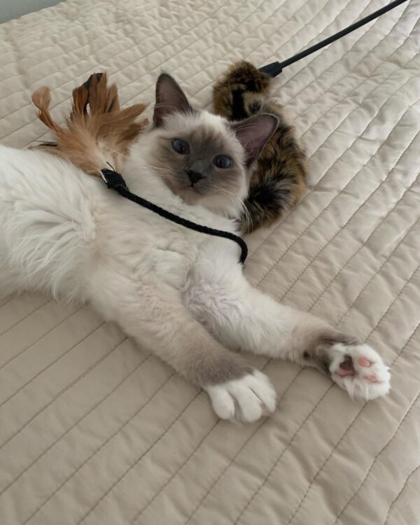 ragdoll kittens for adoption
