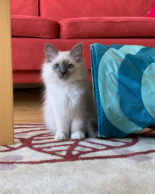 ragdoll kittens for rehoming
