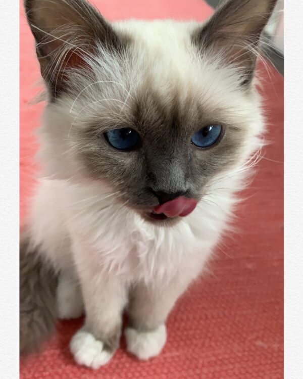 ragdoll kittens for rehoming