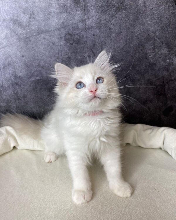 ragdoll kittens for rehoming