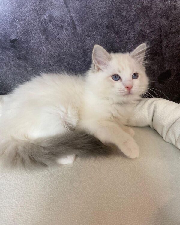 ragdoll kittens for rehoming
