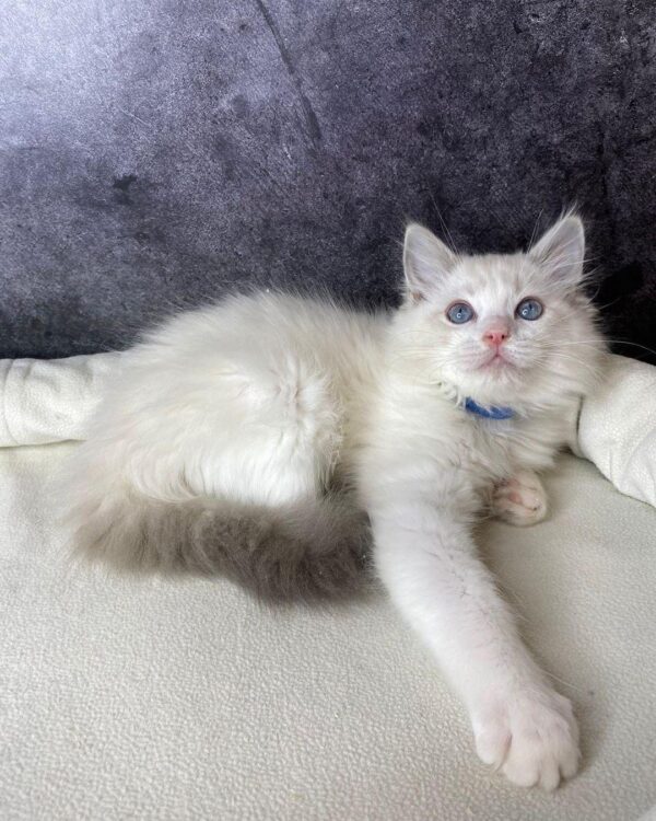ragdoll kittens for rehoming