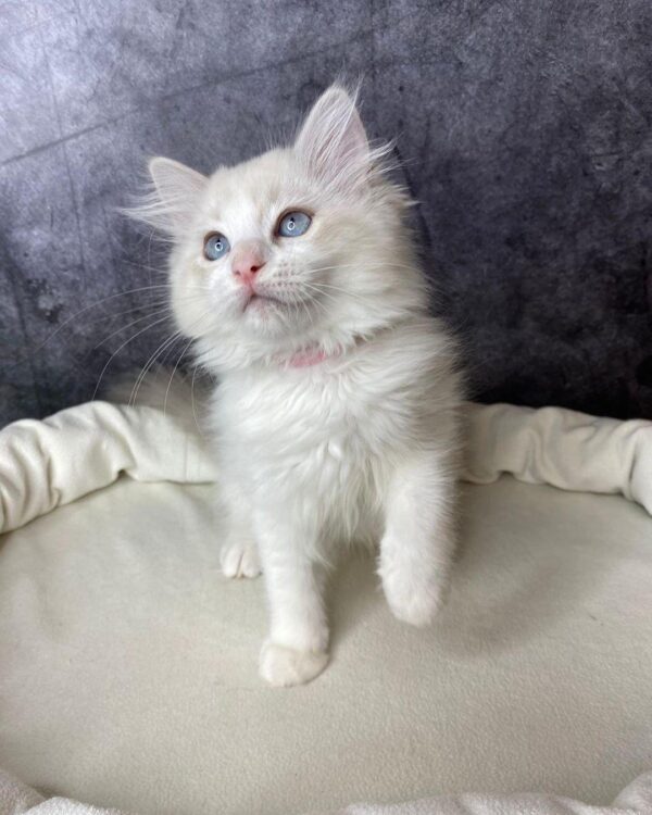 ragdoll kittens for rehoming