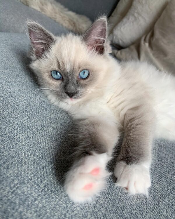 Ragdoll Cats for Sale