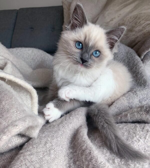 Ragdoll Cats for Sale
