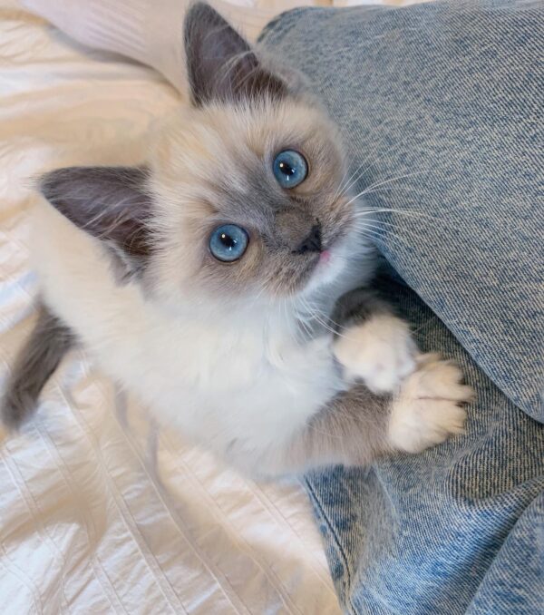 Ragdoll Cats for Sale