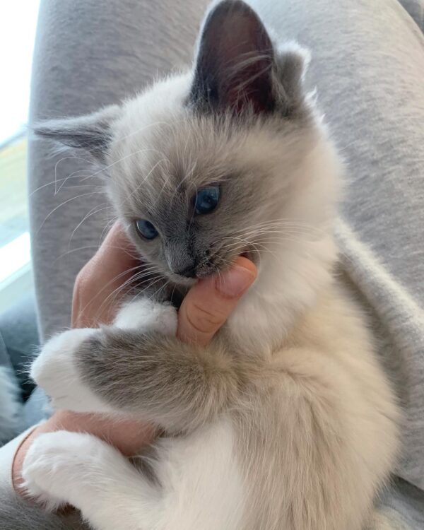 Ragdoll Cats for Sale