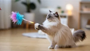 Best Toys for Ragdoll Kittens
