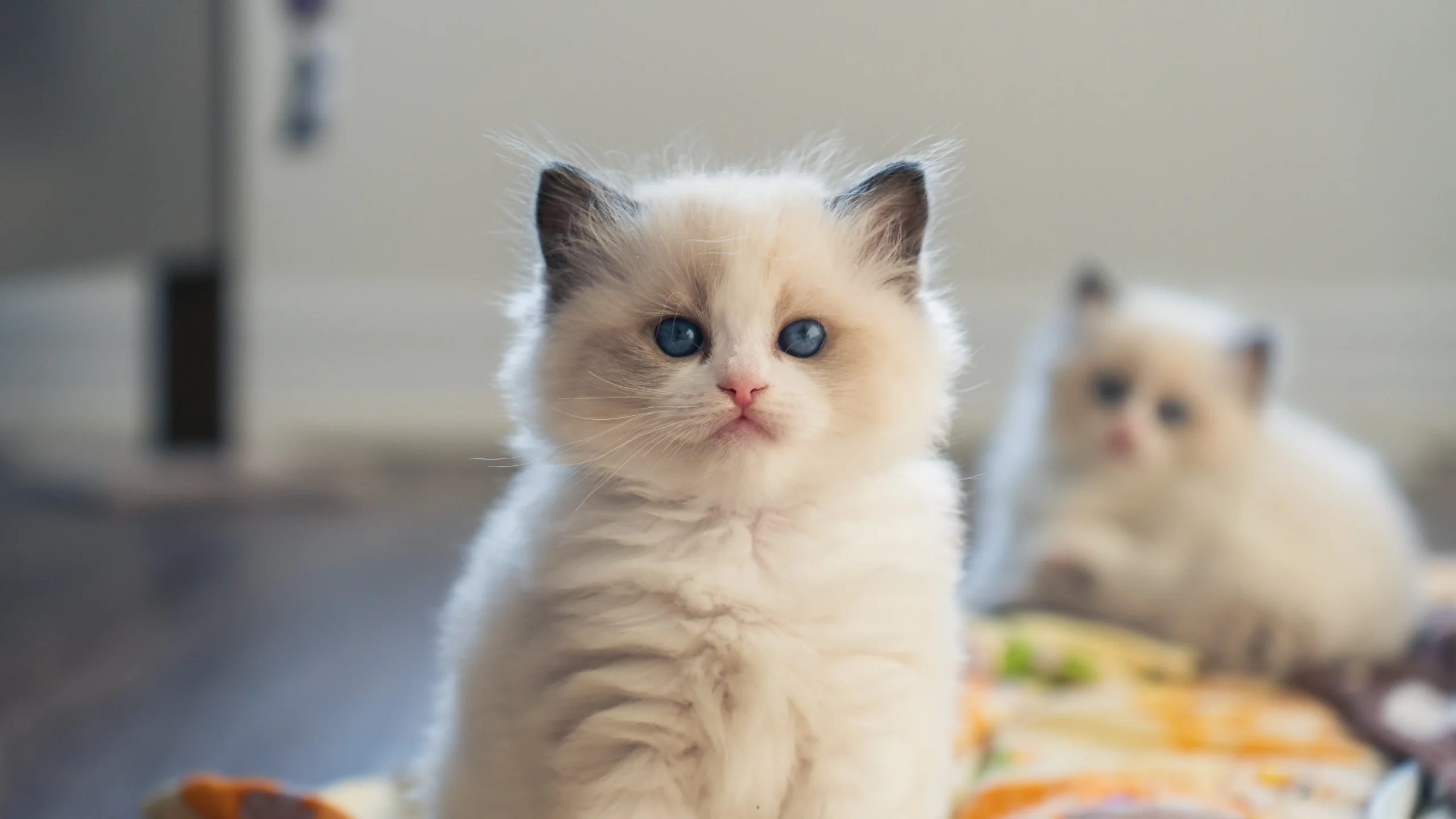 Ragdoll kitten price in America