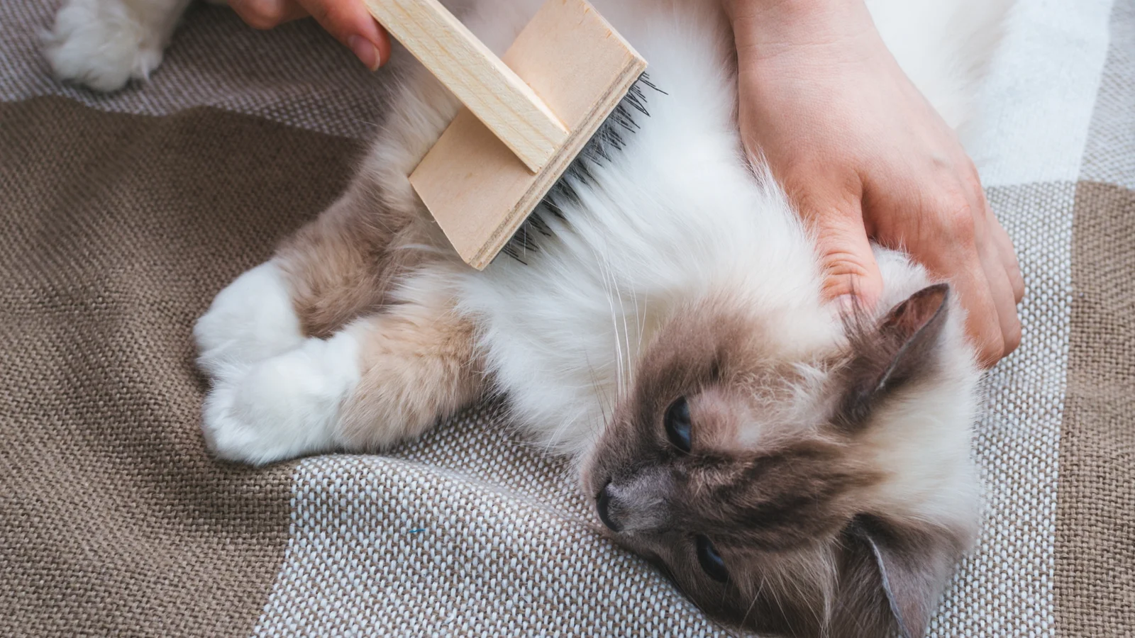 ragdoll kitten care