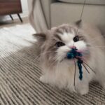 buying a ragdoll kitten