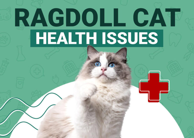 Ragdoll cat health problems