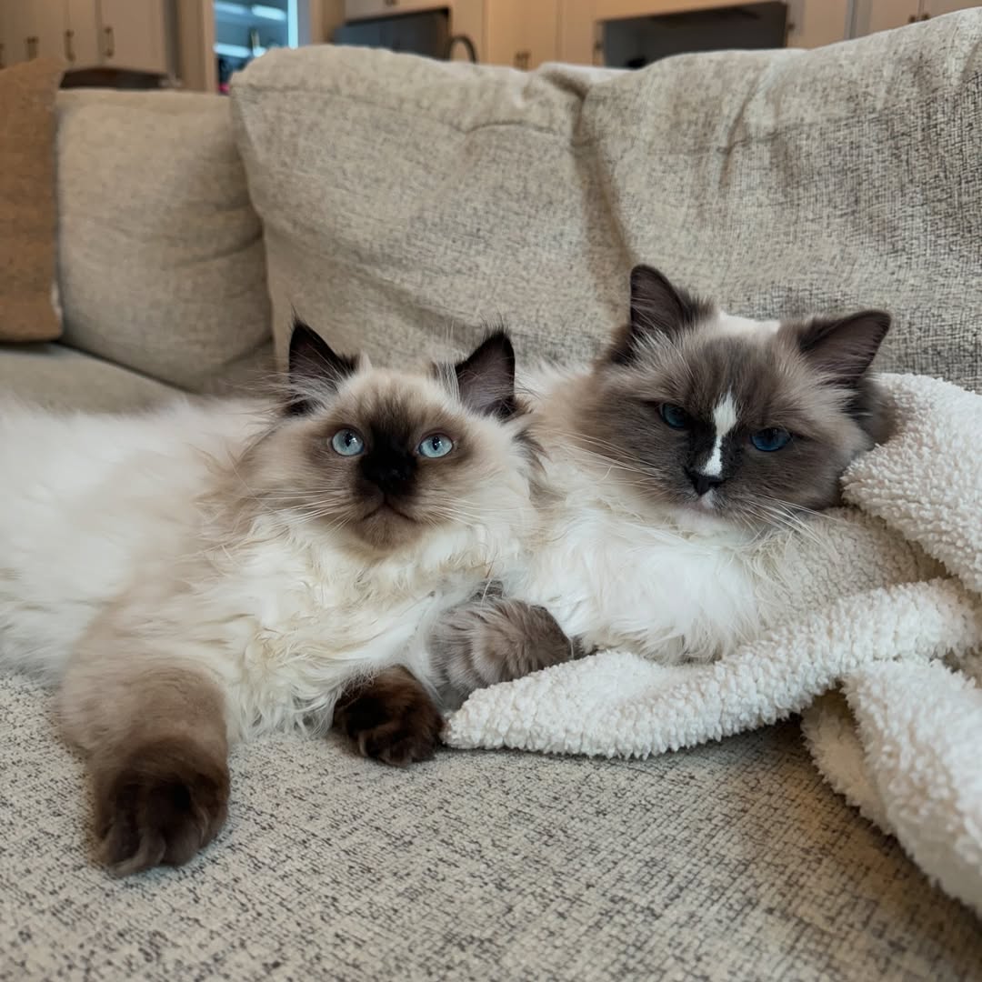 Ragdoll Kittens Guide