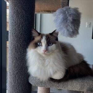 Ragdoll Cat Personality