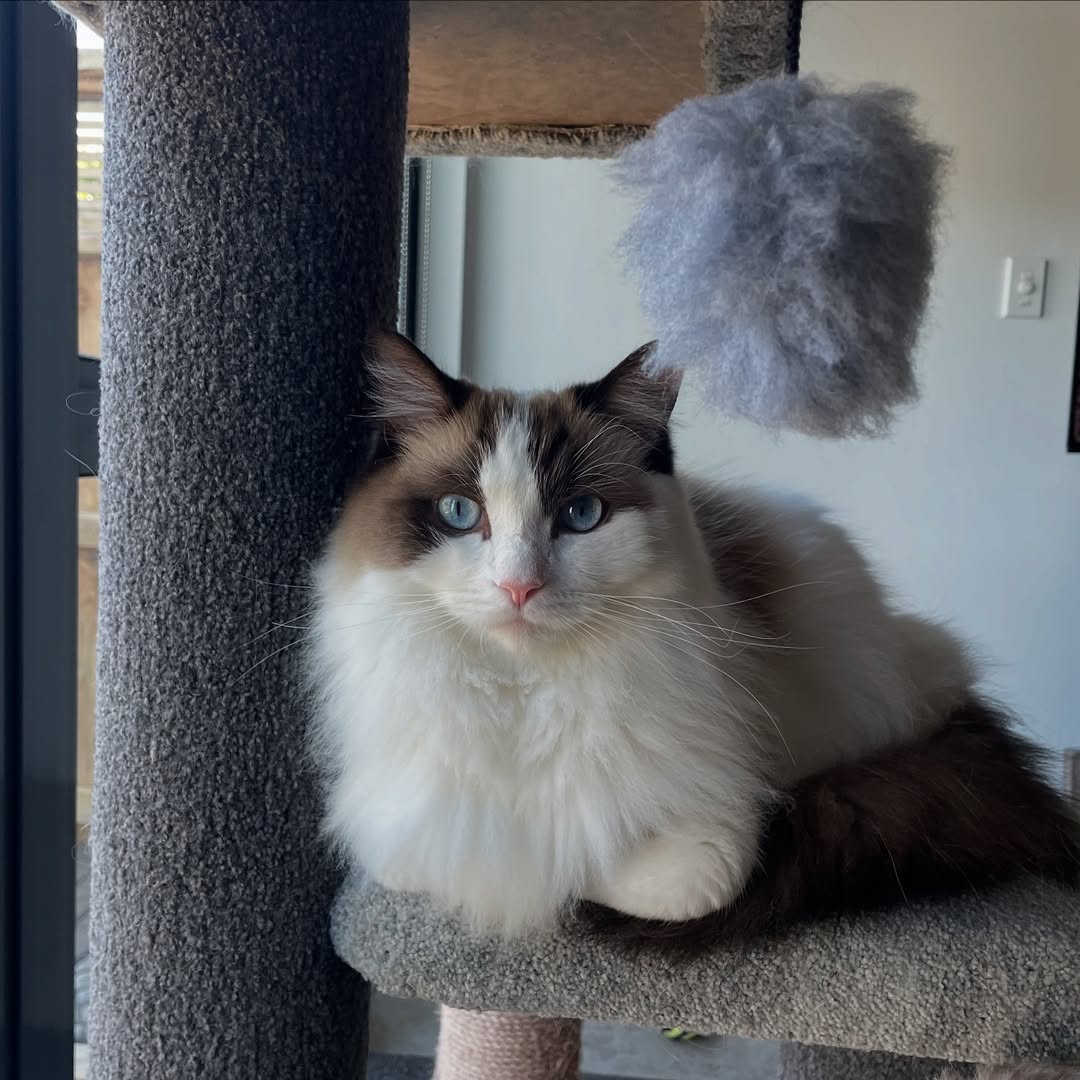 Ragdoll Cat Personality