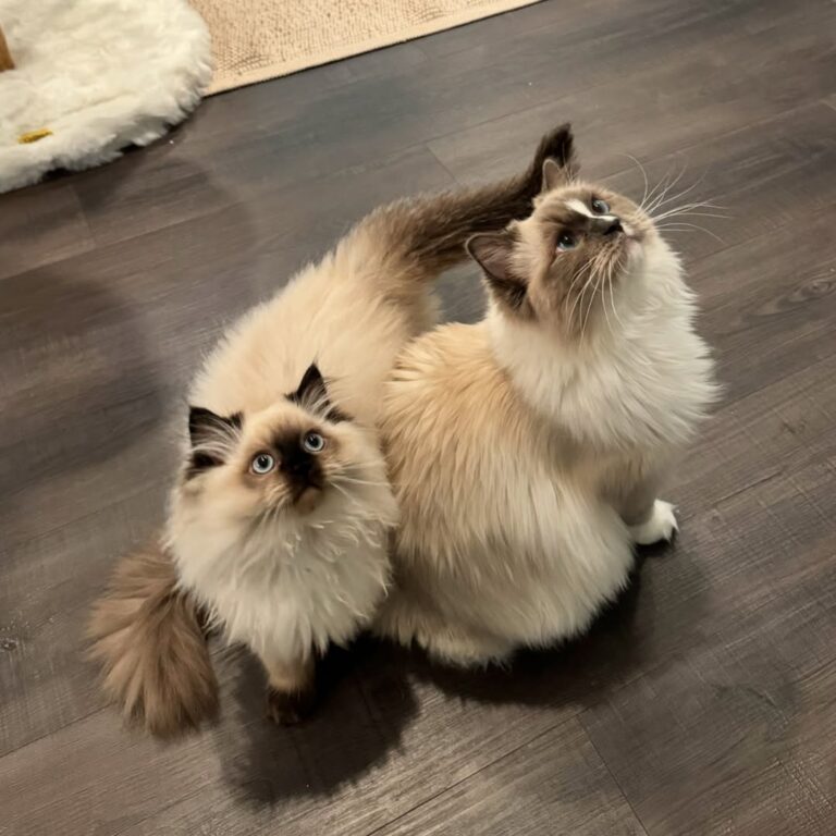 Ragdoll kittens for sale U.S